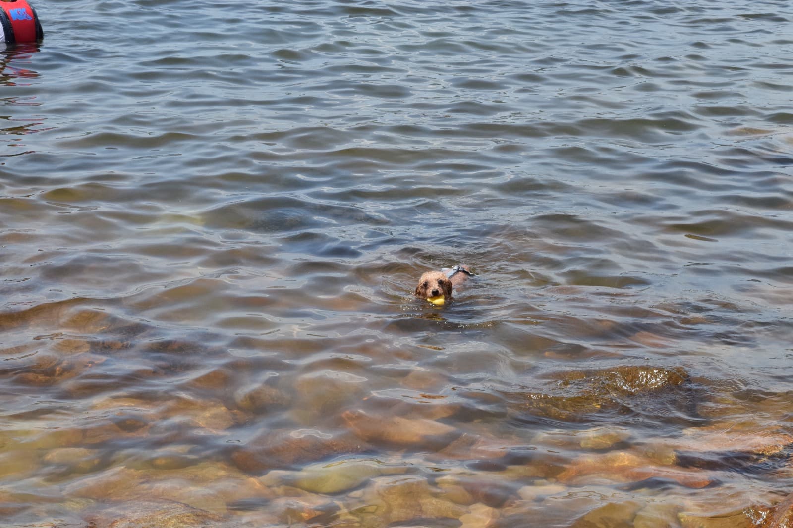 一只棕色小狗叼着黄色球在清澈水中游泳。